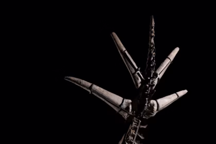 Aukcija kostura stegosaurusa