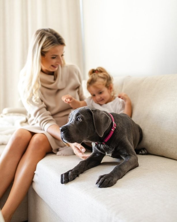 Pas u hotelu Linea Mare