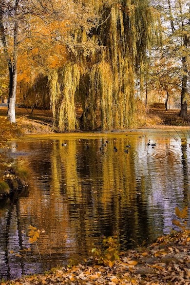 Ptice u parku Manor House Spa